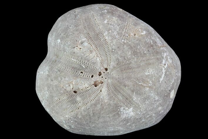 Toxaster Fossil Echinoid (Sea Urchin) - Agadir, Morocco #90639